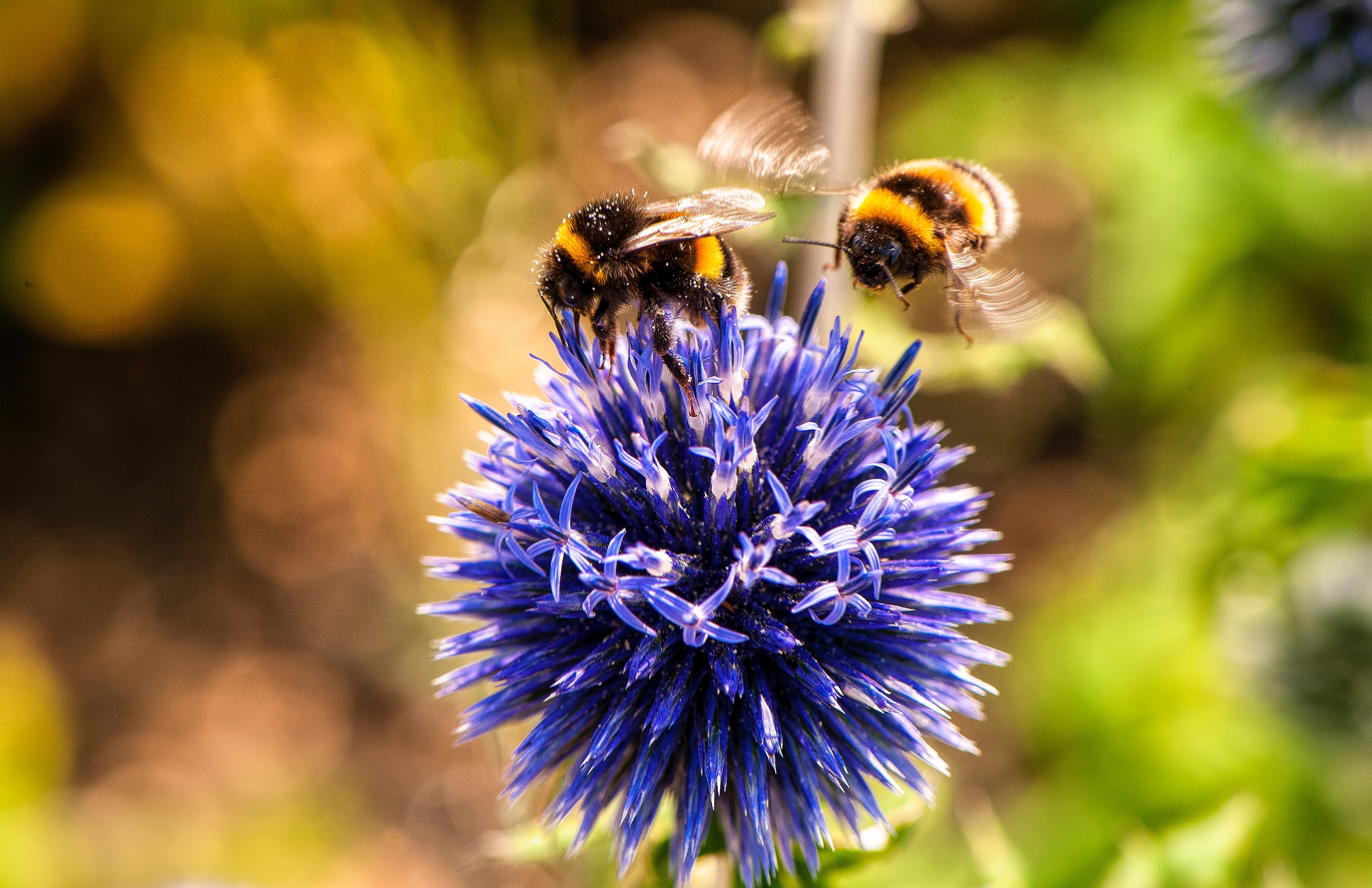 Distel Hummel